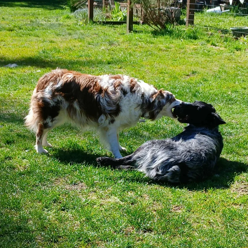 Finnegan thumbnail 4