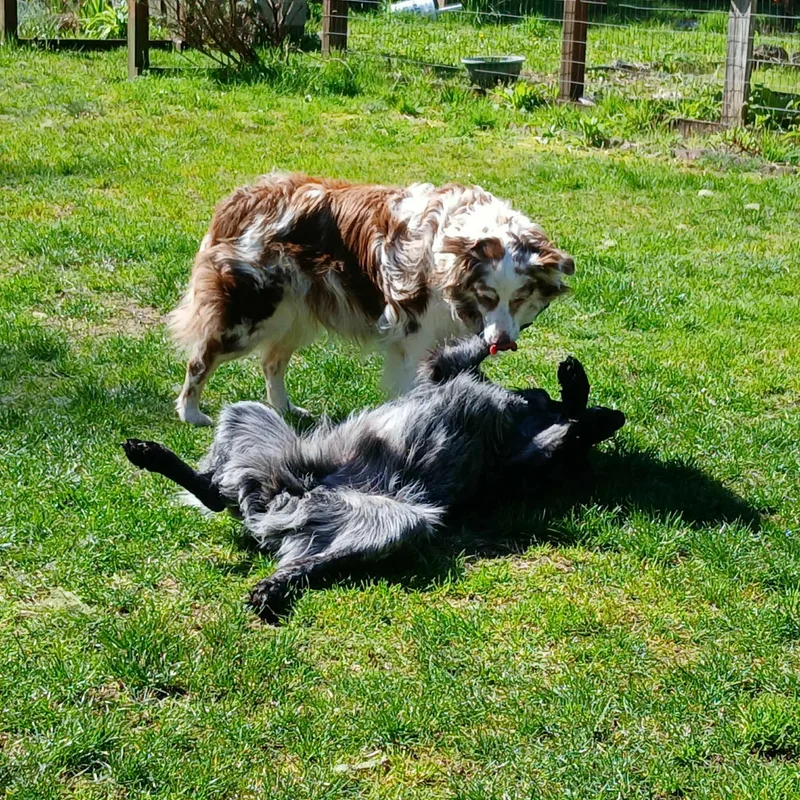 Finnegan thumbnail 5