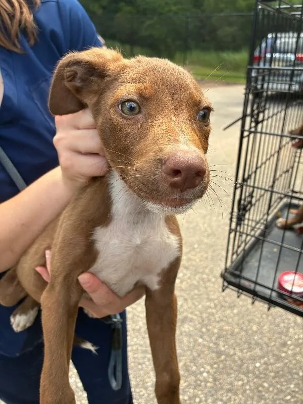 A young medium-sized male Brown / Chocolate Labrador Retriever dog named Gus for adoption in Mobile, AL