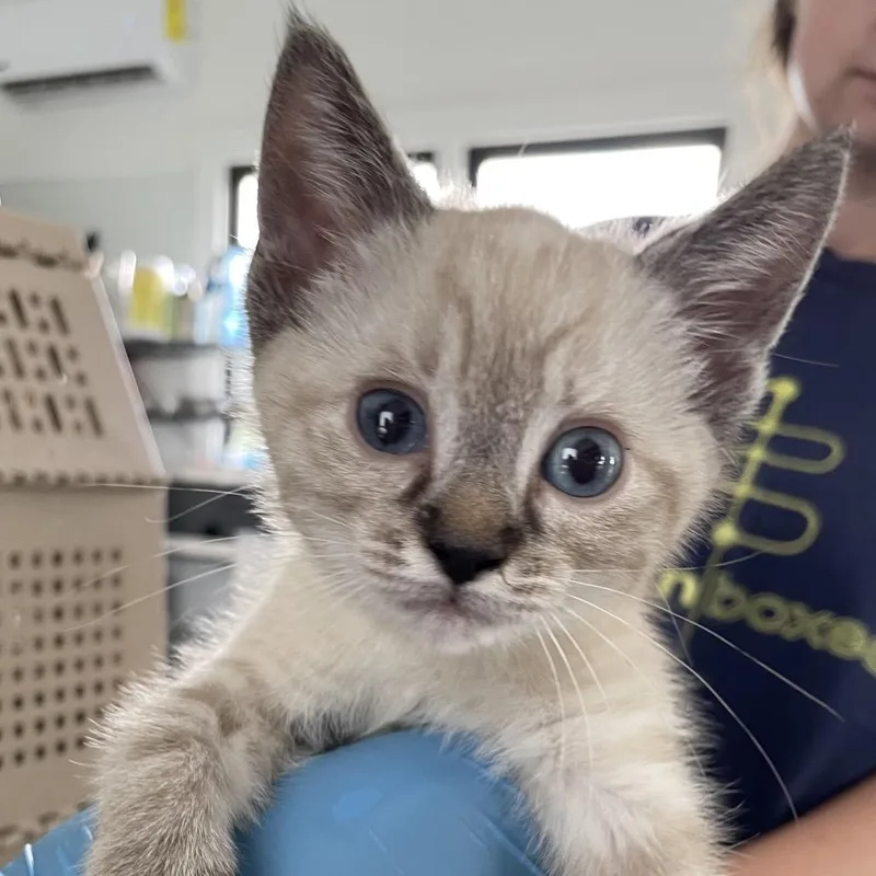 A baby small-sized female Seal Point Domestic Short Hair cat named Nezuko for adoption in Chapel Hill, NC
