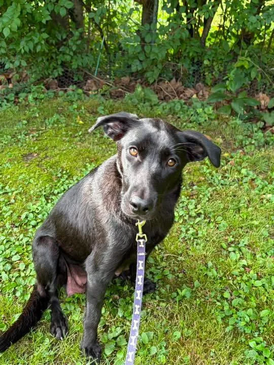 An adult medium-sized female Labrador Retriever dog named Marcie for adoption in Barnhart, MO