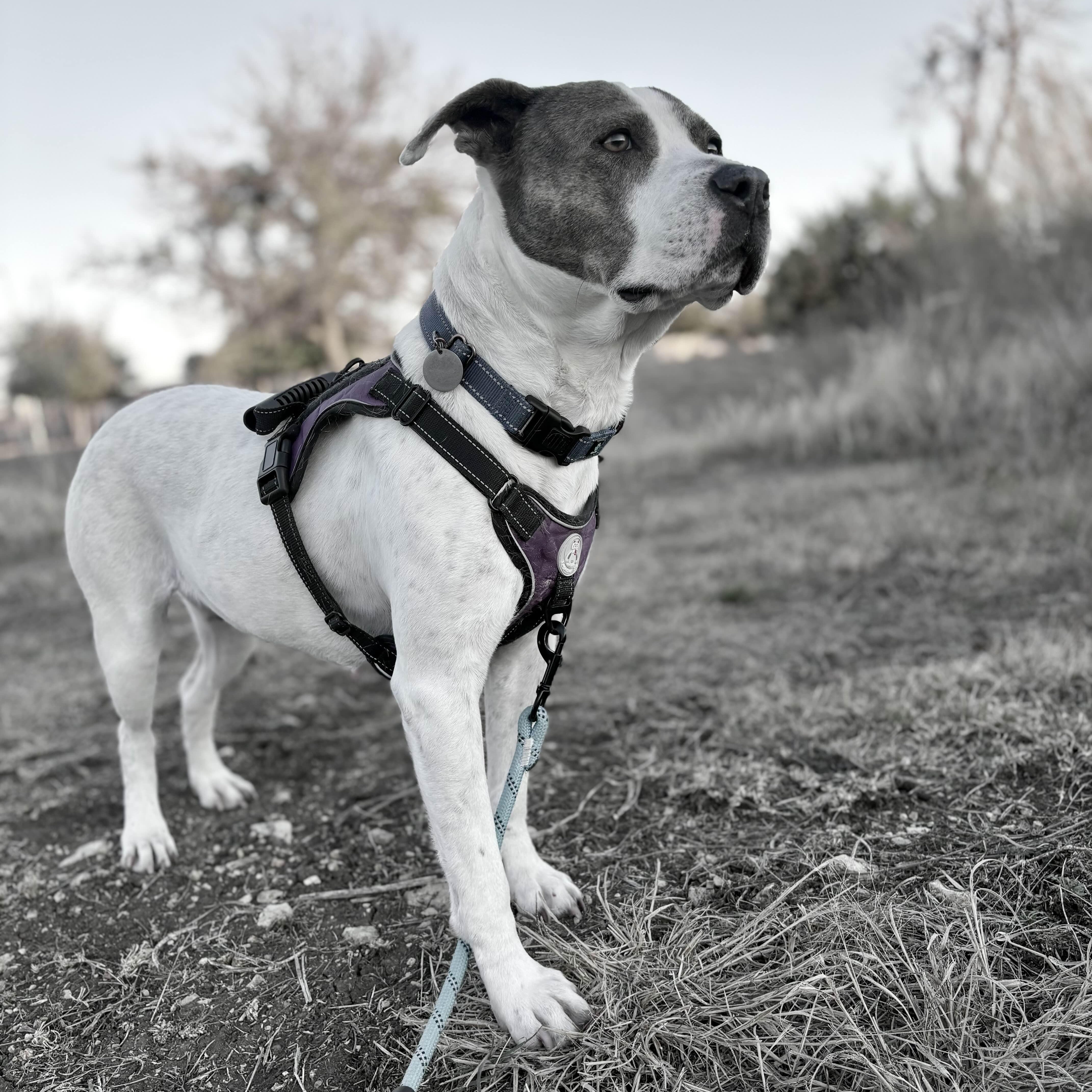 An adult medium-sized female White / Cream Pit Bull Terrier dog named Apple Dumpling for adoption in Austin, TX
