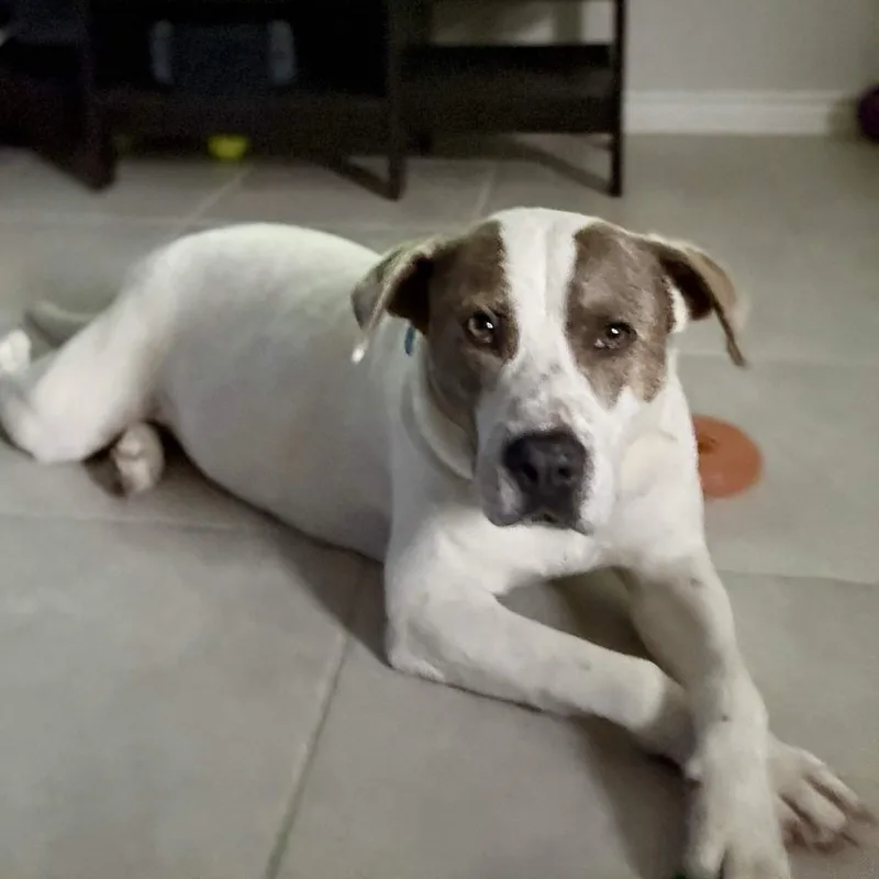 Apple Dumpling thumbnail 4