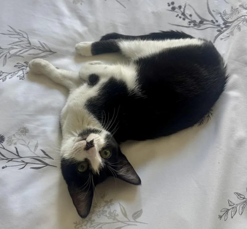 A baby medium-sized female Domestic Short Hair cat named Petal for adoption in Lafayette, CO
