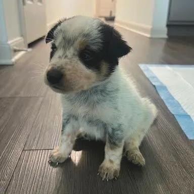 A baby small-sized male Black Border Collie dog named Officer K for adoption in Austin, TX