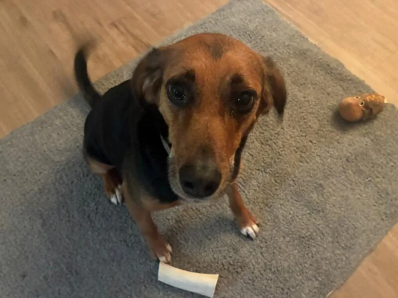 An adult medium-sized male Black Treeing Walker Coonhound dog named Alex for adoption in Partlow, VA