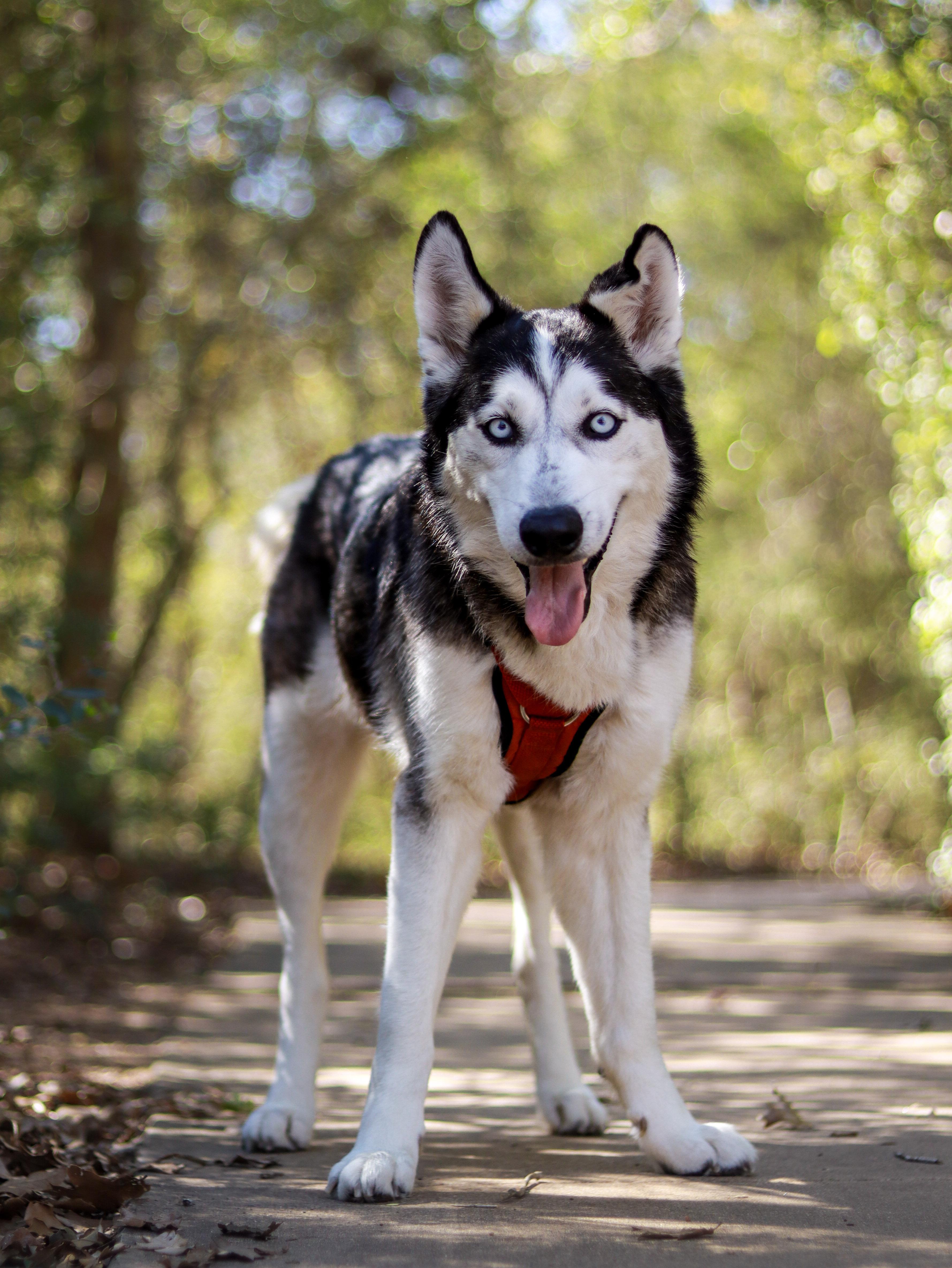 An adult medium-sized female Husky dog named Grace for adoption in Bryan, TX