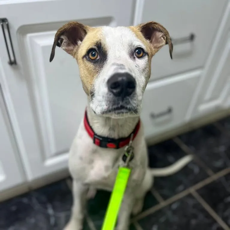 A young medium-sized male White / Cream Terrier dog named Pickles for adoption in Merritt Island, FL