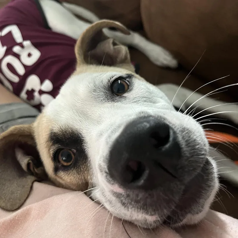 Pickles thumbnail 3
