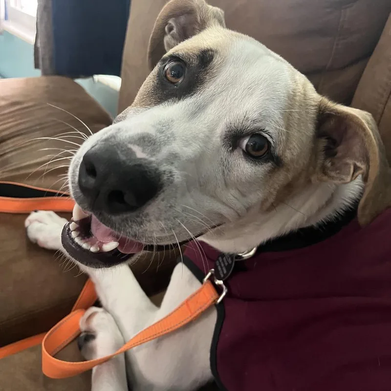 Pickles thumbnail 5