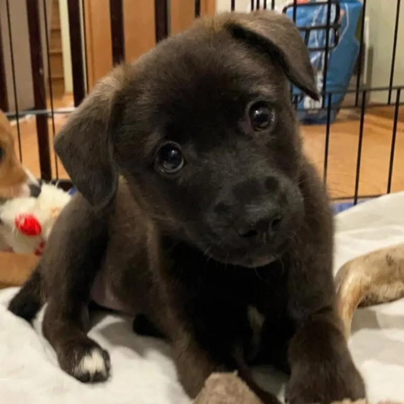 A baby medium-sized female Black Mixed Breed dog named Raven for adoption in Joliet, IL