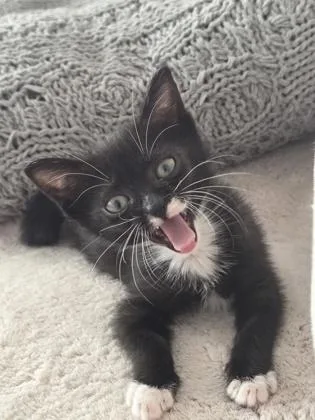 A baby small-sized female Domestic Short Hair cat named Cutie Pie for adoption in Honolulu, HI