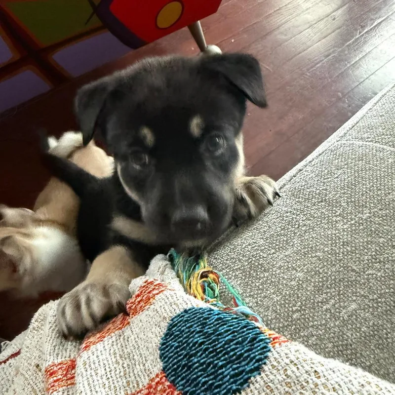 A baby small-sized female Black German Shepherd Dog dog named Home Fries for adoption in Austin, TX