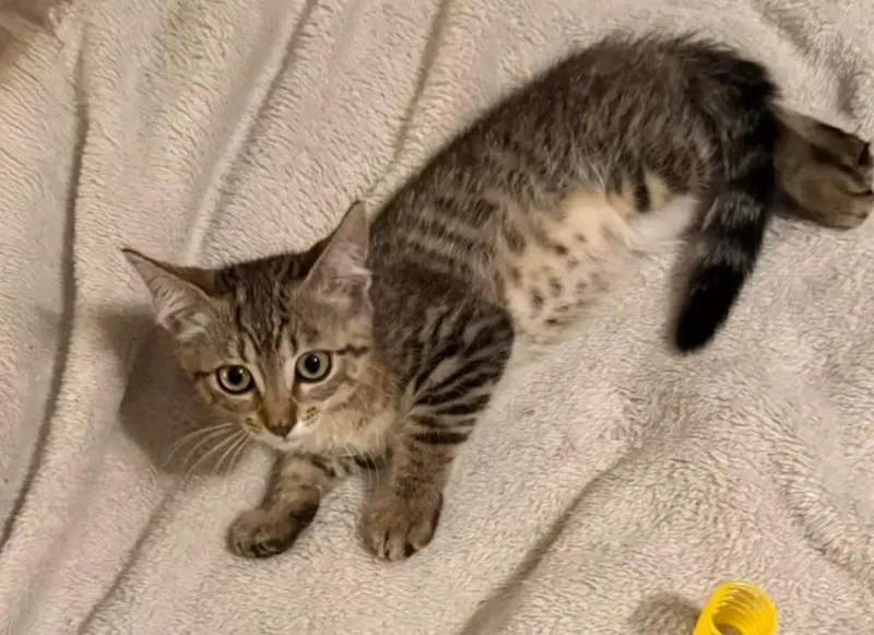A baby small-sized female Domestic Short Hair cat named Bardmoor for adoption in Safety Harbor, FL