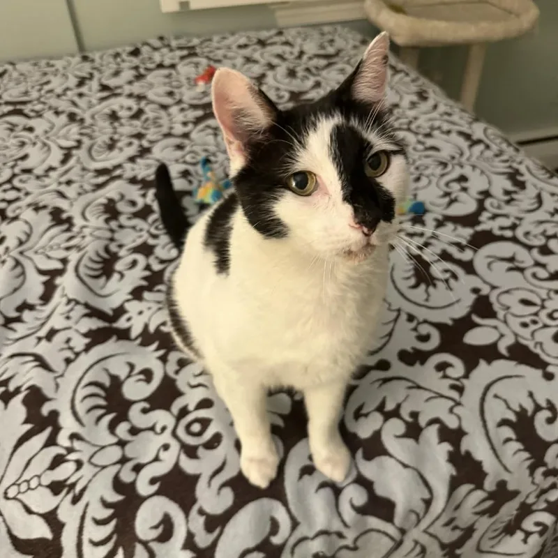 A senior small-sized male Black Domestic Short Hair cat named Bram for adoption in Reisterstown, MD