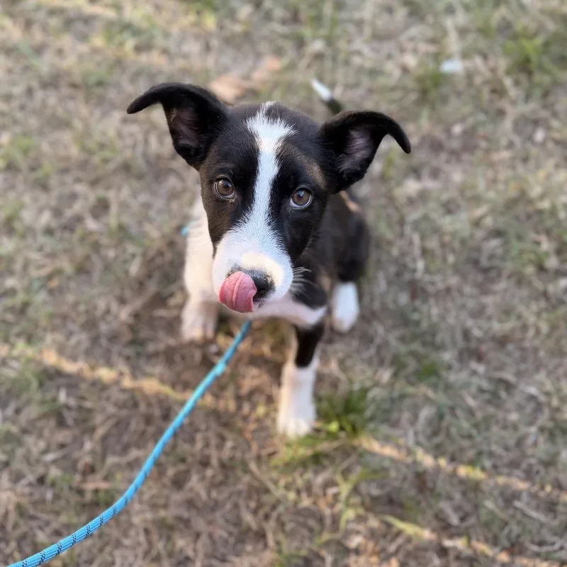 A baby small-sized male Black Labrador Retriever dog named Tux for adoption in Pasadena , MD
