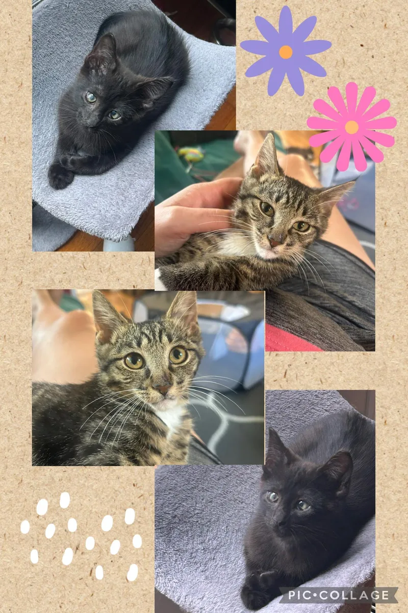 A baby medium-sized male Tabby (Brown / Chocolate) Domestic Short Hair cat named Bowie and Blaze for adoption in Oak Park, MI