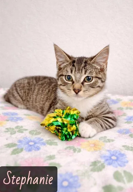 A young small-sized female Gray & White Domestic Short Hair cat named Stephanie for adoption in Englewood, FL