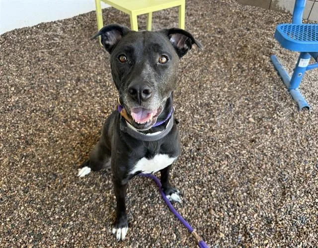 An adult large-sized female Labrador Retriever dog named Jackie for adoption in Mesa, AZ