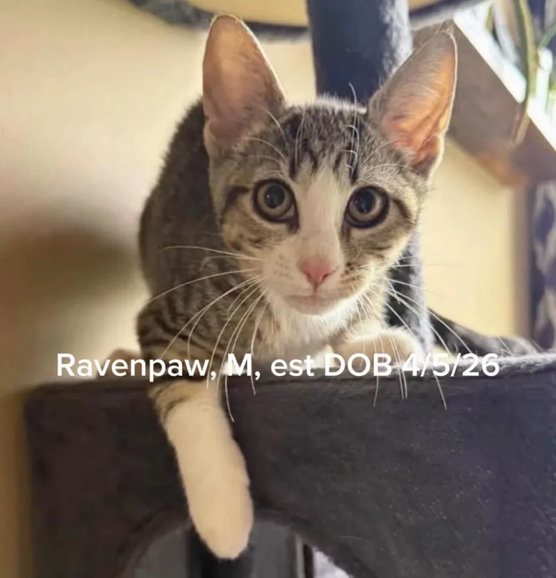 A young medium-sized male Domestic Short Hair cat named Ravenpaw for adoption in Shrewsbury, MA