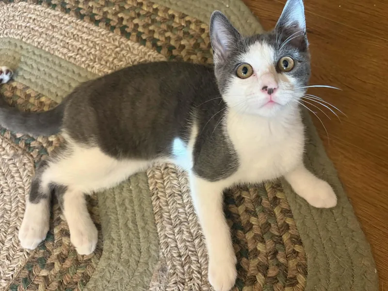 A young medium-sized male Gray & White Domestic Short Hair cat named Gus for adoption in Belchertown, MA