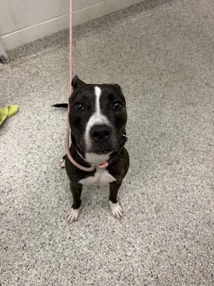 An adult large-sized female Black Pit Bull Terrier dog named Luna for adoption in Kansas City, MO