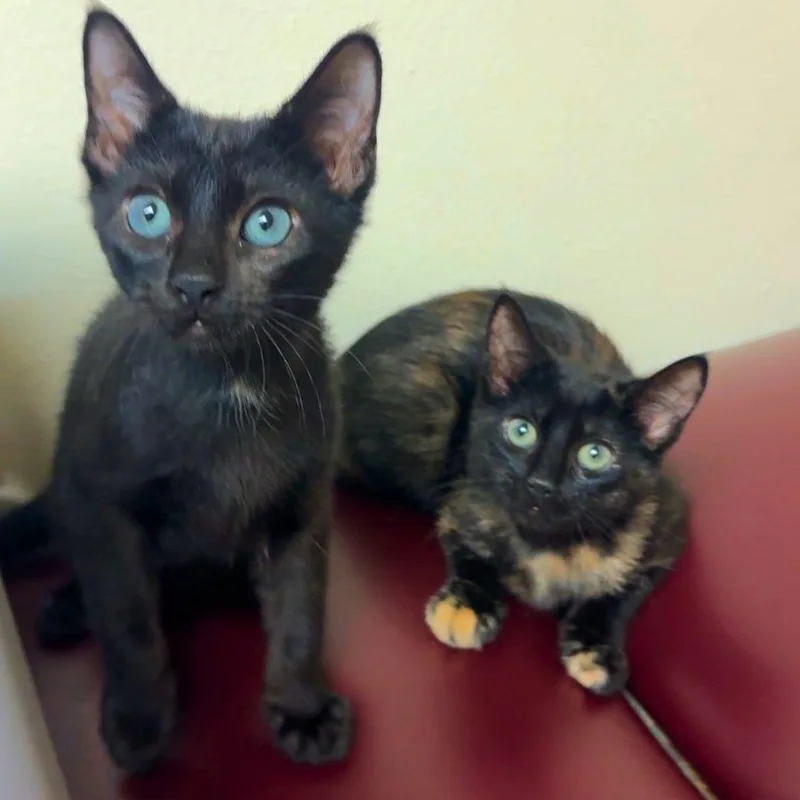 A baby medium-sized male Tortoiseshell Domestic Short Hair cat named Trixie & Jujubee for adoption in New york, NY