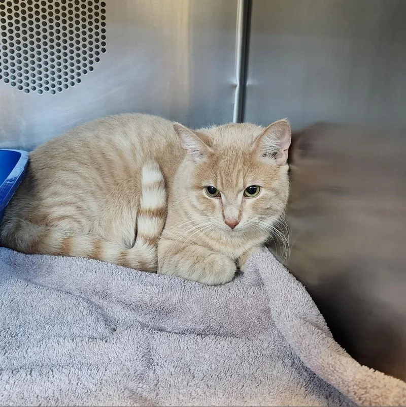 An adult medium-sized male Buff / Tan / Fawn Domestic Short Hair cat named Churro for adoption in Forest Park, IL