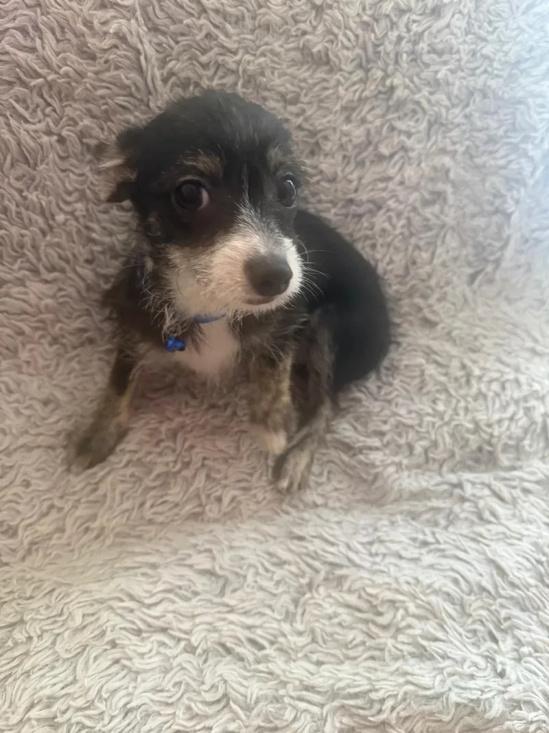 A baby small-sized male Tricolor (Brown, Black, & White) Yorkshire Terrier dog named Luca for adoption in Rio Grande, PR