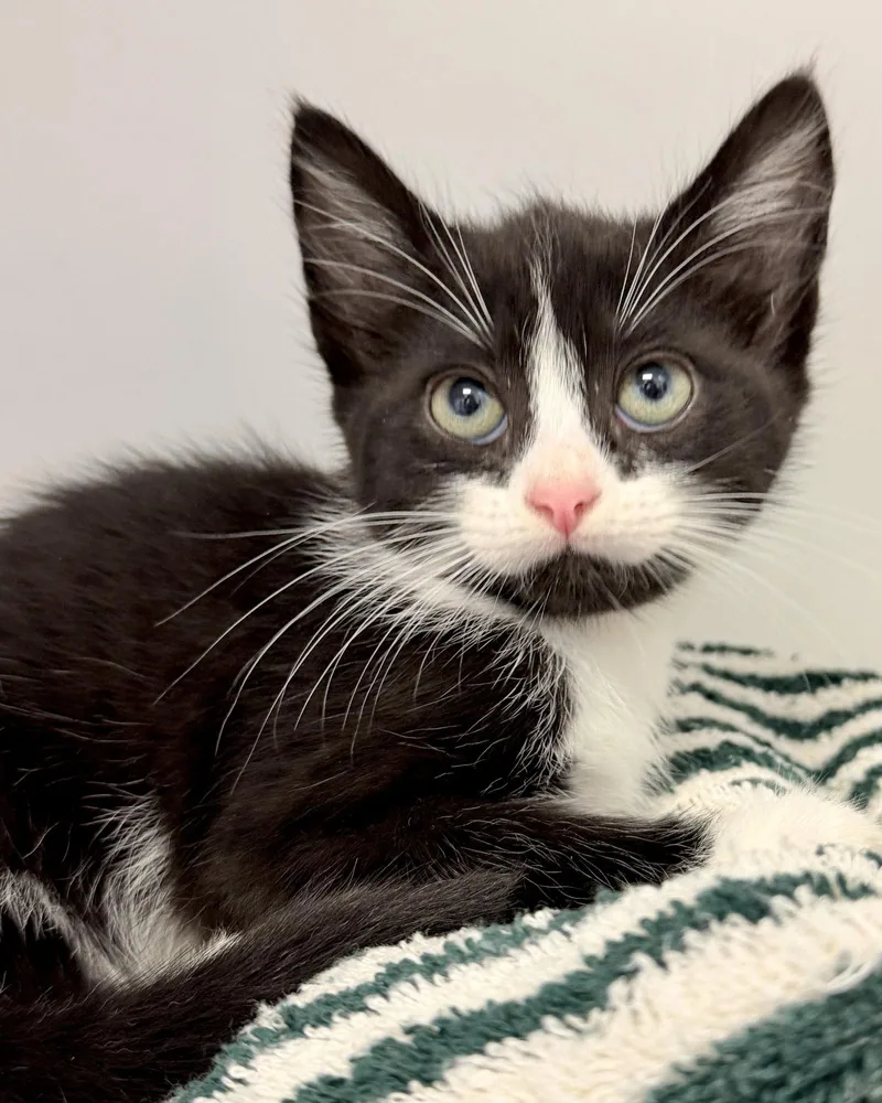 A baby small-sized female Black Domestic Short Hair cat named Bader for adoption in Oakland, CA