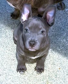 A baby small-sized female Pit Bull Terrier dog named Ciabatta for adoption in Washington, DC