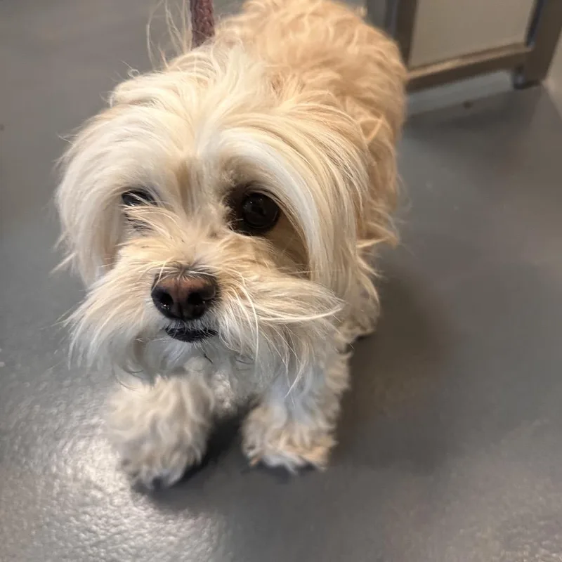 An adult small-sized female White / Cream Mixed Breed dog named Patrisha for adoption in Allentown, PA