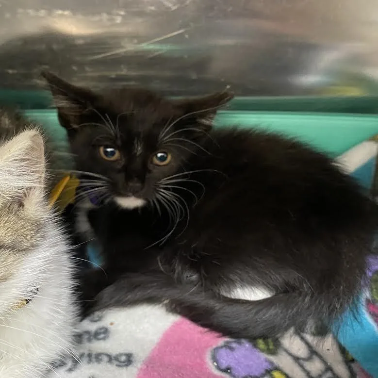 A baby small-sized female Domestic Short Hair cat named Calibri for adoption in Springfield, MA