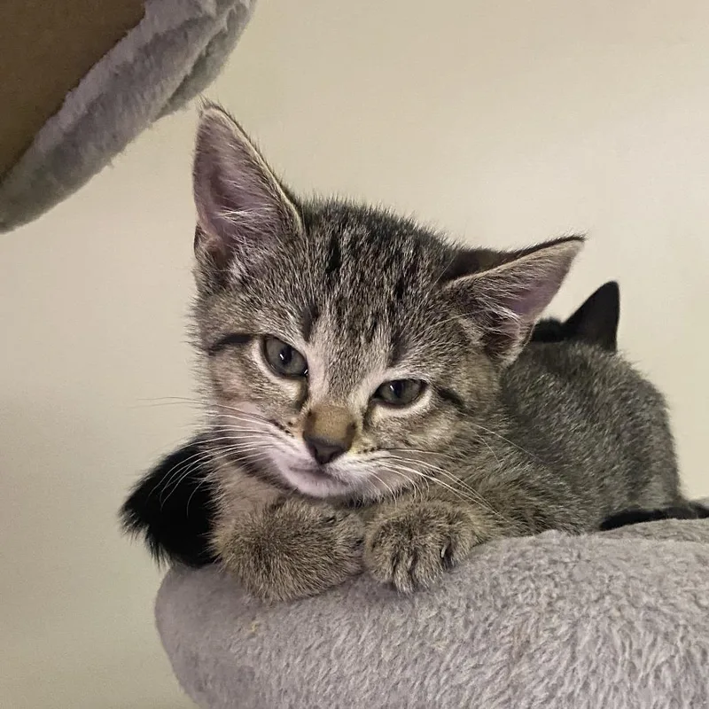 A baby small-sized female Gray / Blue / Silver Domestic Short Hair cat named Charlie for adoption in Atlanta, GA
