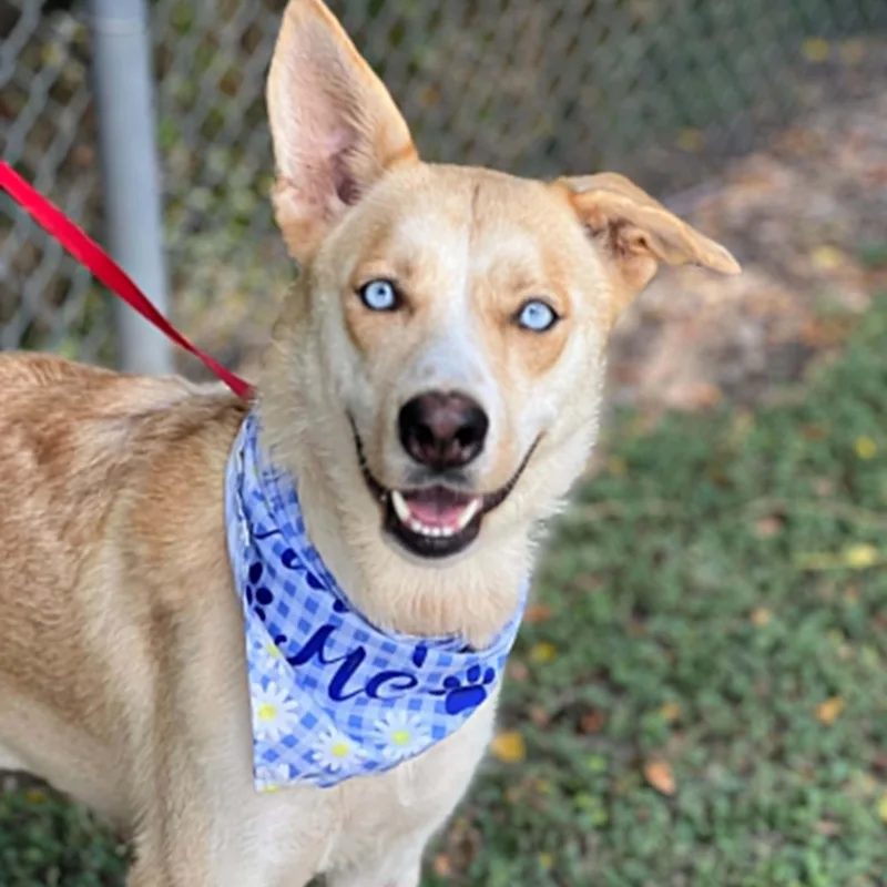 An adult medium-sized female Golden Siberian Husky dog named Montana for adoption in Madisonville, TX