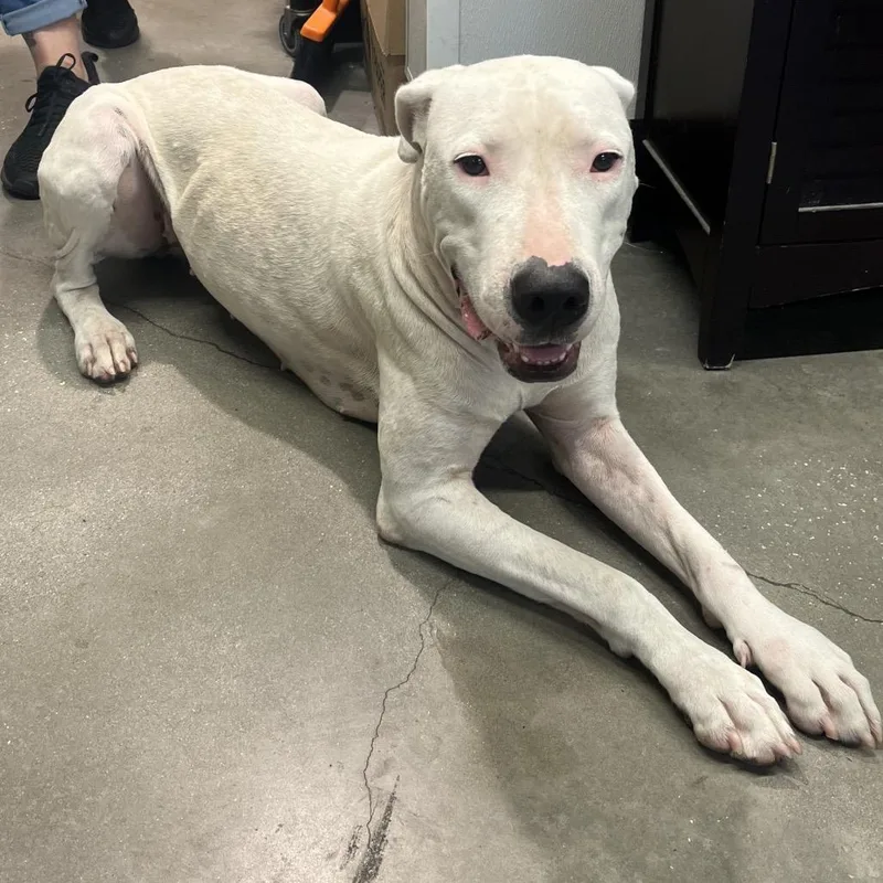 An adult large-sized female White / Cream Dogo Argentino dog named Chloe for adoption in Tampa, FL