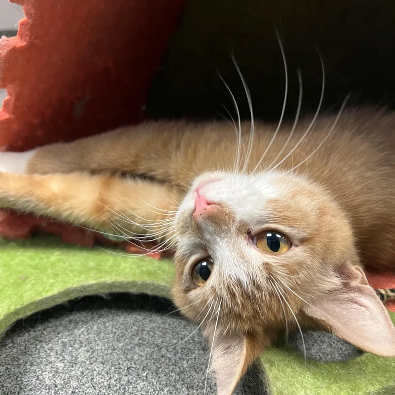An adult medium-sized female Domestic Short Hair cat named Chamomile for adoption in Mount Pleasant, MI