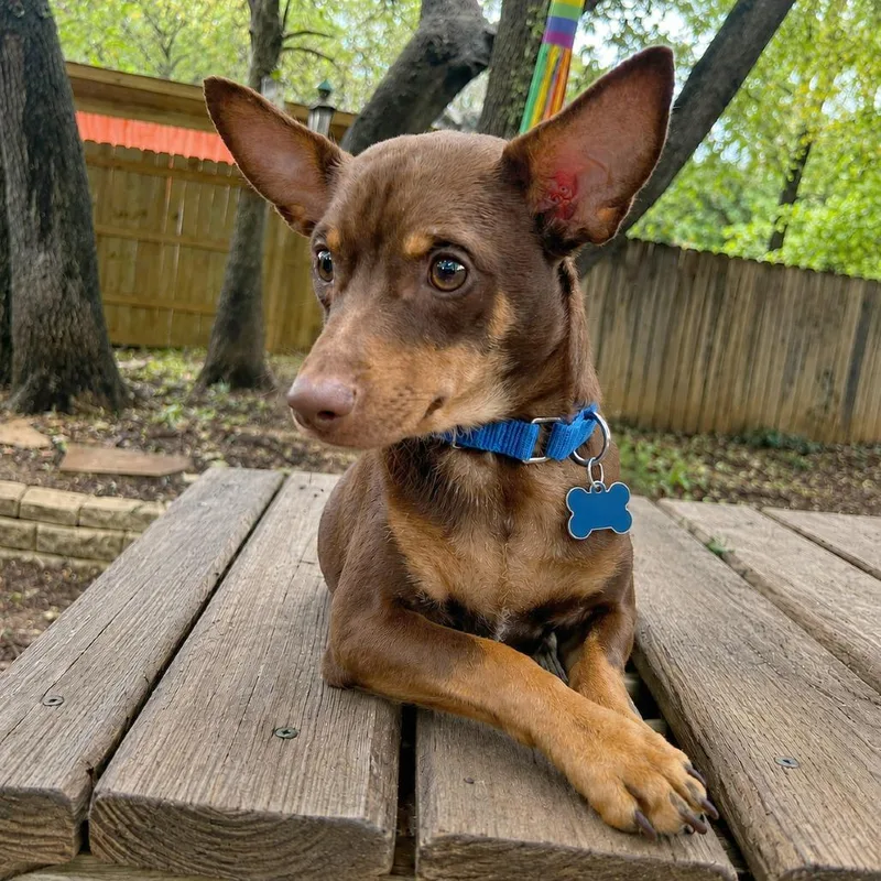 A young small-sized male Brown / Chocolate Chihuahua dog named Brennan for adoption in Boerne, TX