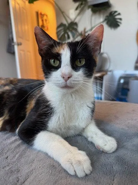 A young medium-sized female Domestic Short Hair cat named Sydney for adoption in Philadelphia, PA
