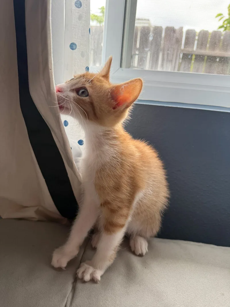 Garfield