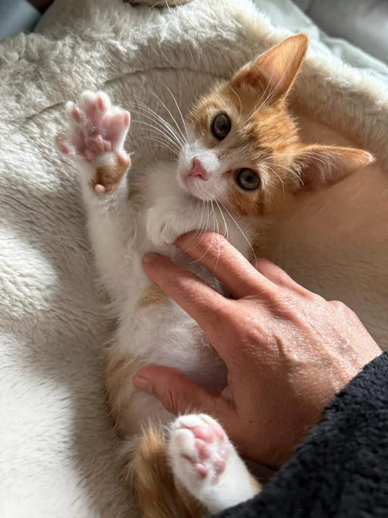 Garfield thumbnail 2