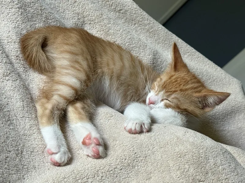 Garfield thumbnail 3