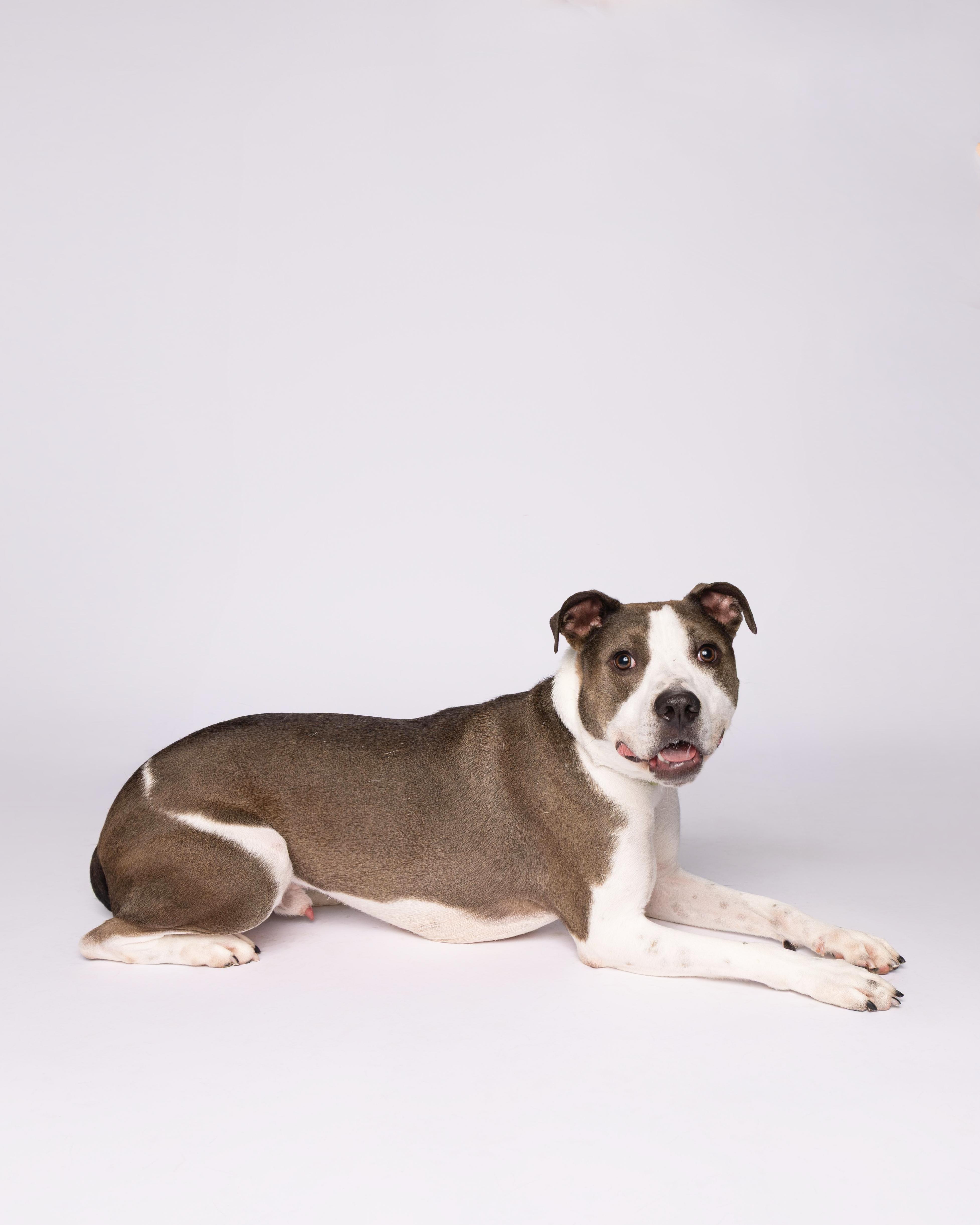 An adult medium-sized male Brown / Chocolate Pit Bull Terrier dog named Ash for adoption in Waterloo, IA