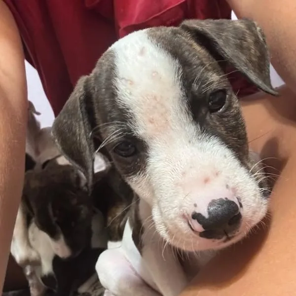 A baby small-sized male Pit Bull Terrier dog named Beans for adoption in Waco, TX