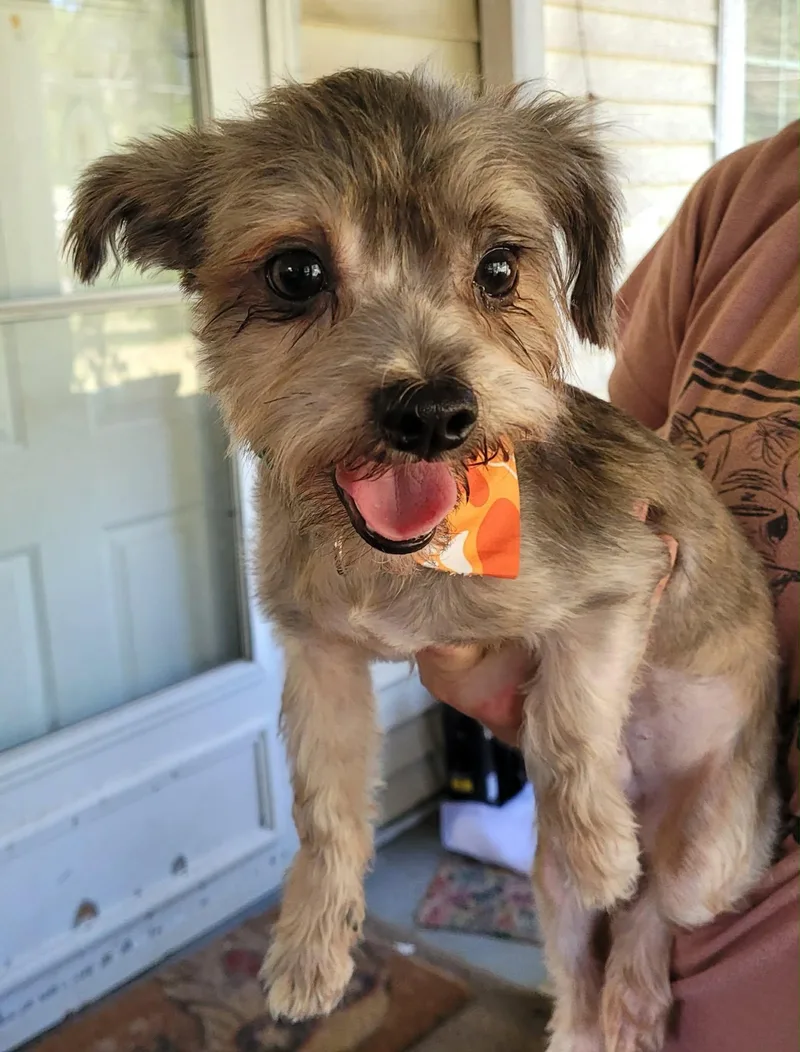 A baby small-sized male Shih Tzu dog named Buster Kirkland for adoption in Saunderstown, RI