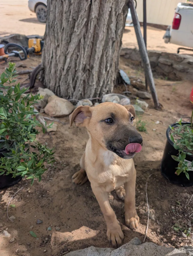 A baby small-sized male Brown / Chocolate Shepherd dog named Desi for adoption in Inglewood, CA