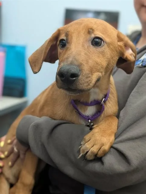 A baby large-sized male Mixed Breed dog named Tucker for adoption in Dallas, TX