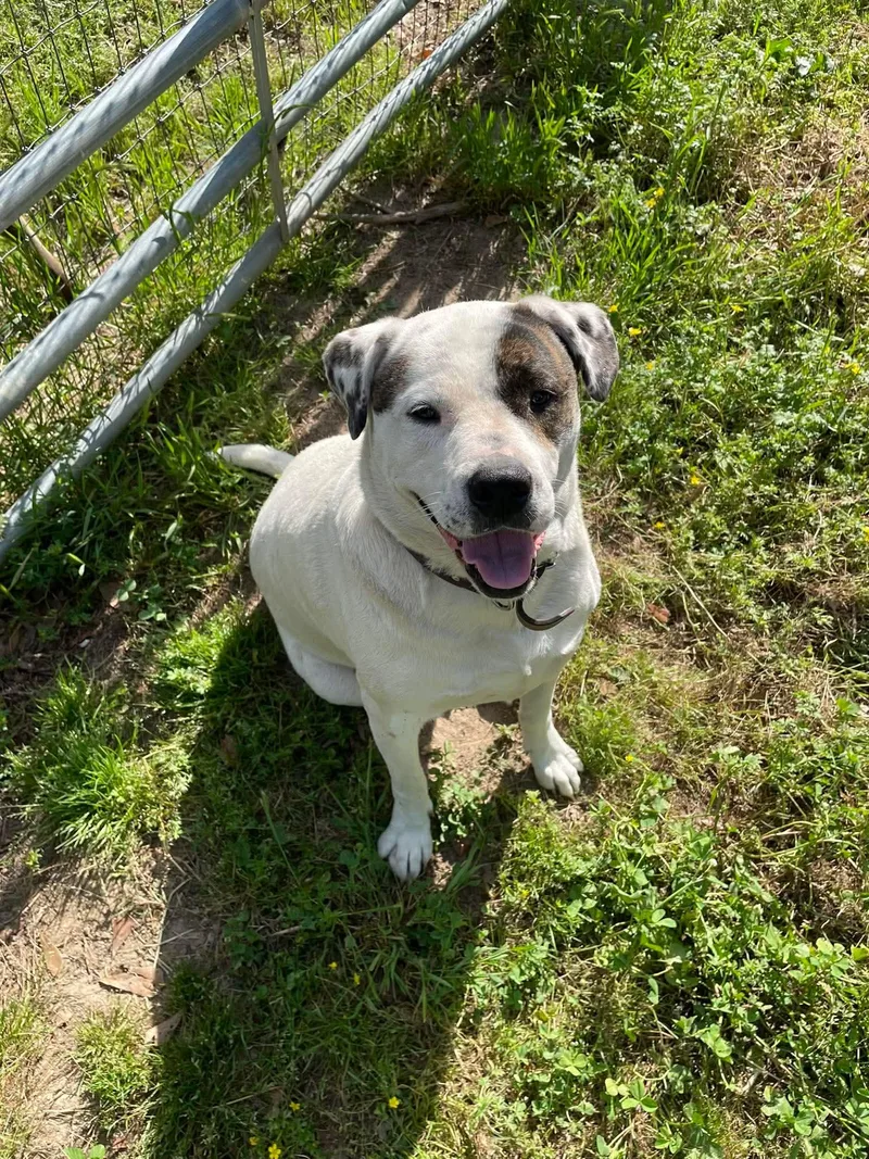 An adult medium-sized male White / Cream American Bulldog dog named Loki for adoption in Lucedale, MS