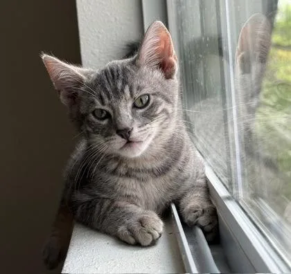A young medium-sized male Domestic Short Hair cat named Stout for adoption in San Antonio, TX