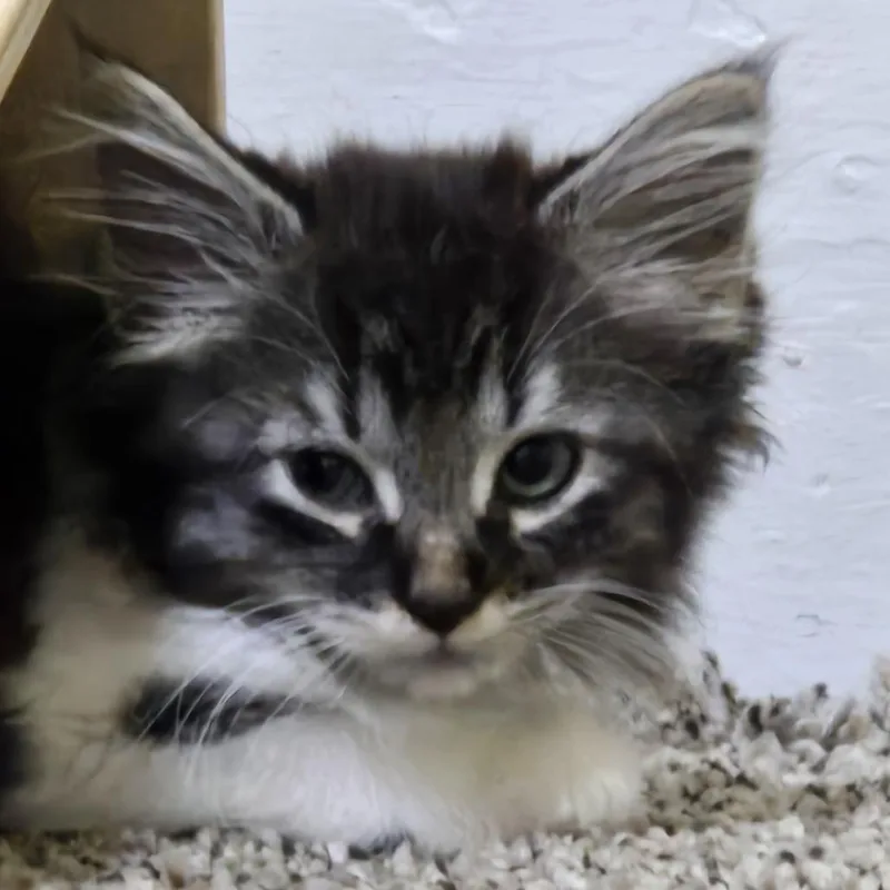A baby small-sized female Tortoiseshell Domestic Short Hair cat named Helga for adoption in Minneapolis, MN